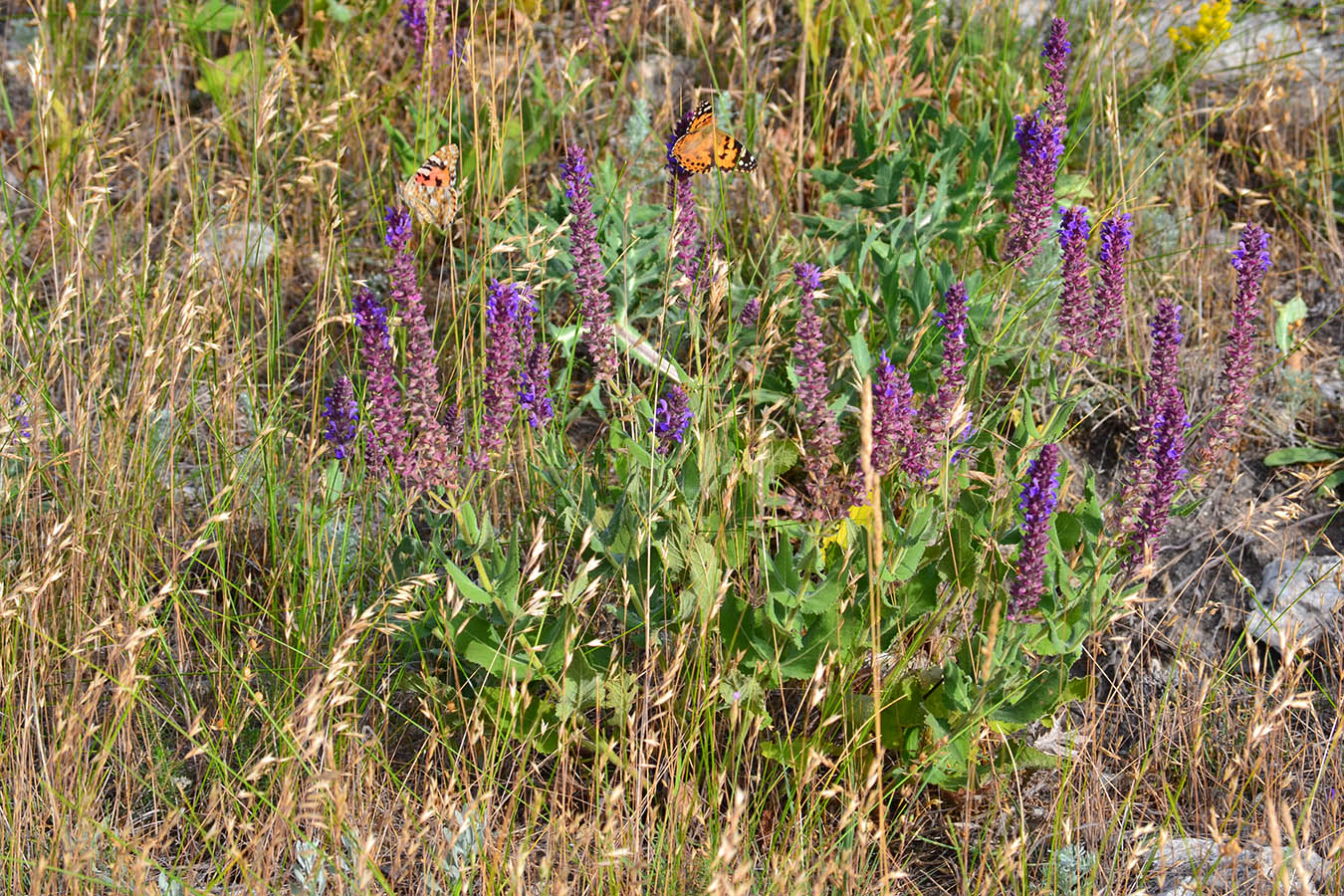 Изображение особи Salvia tesquicola.