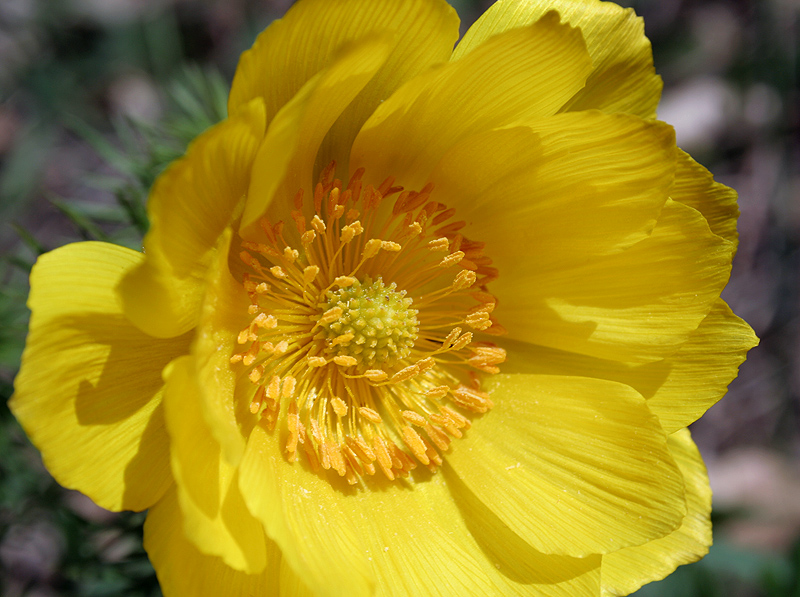 Изображение особи Adonis vernalis.