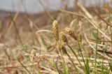 genus Carex