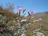 Centaurea pseudosquarrosa