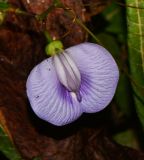 Clitoria macrophylla