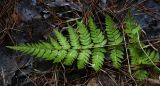 Dryopteris carthusiana