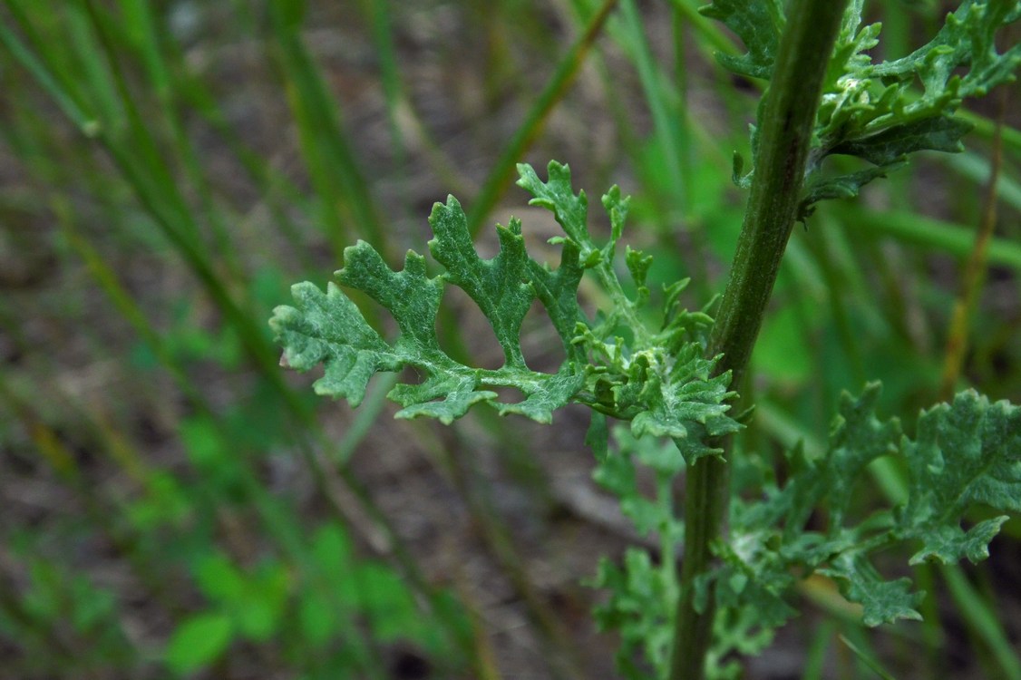 Изображение особи Senecio jacobaea.