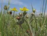 Potentilla impolita