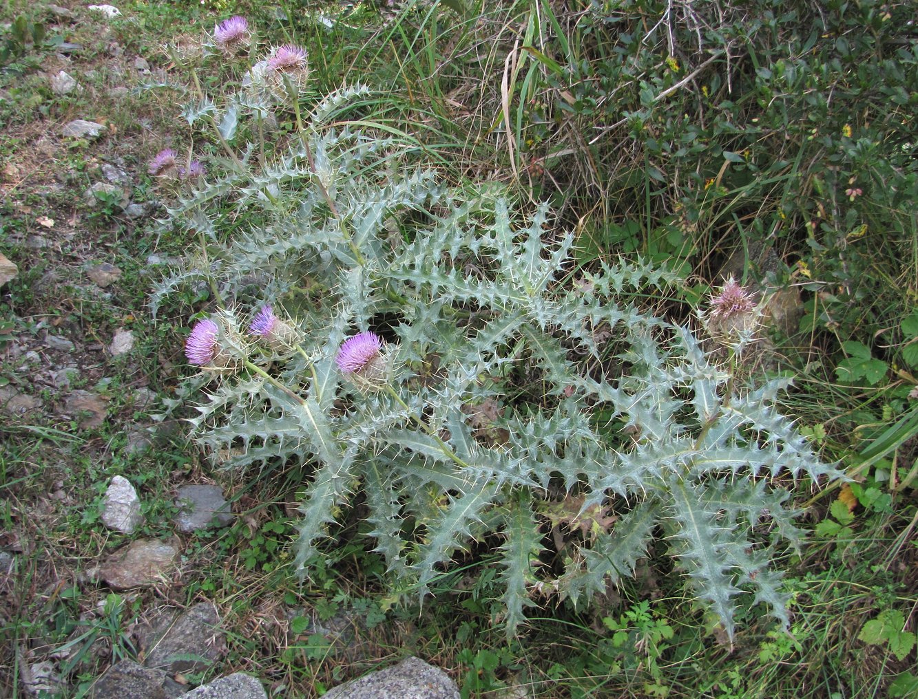 Изображение особи Cirsium cephalotes.