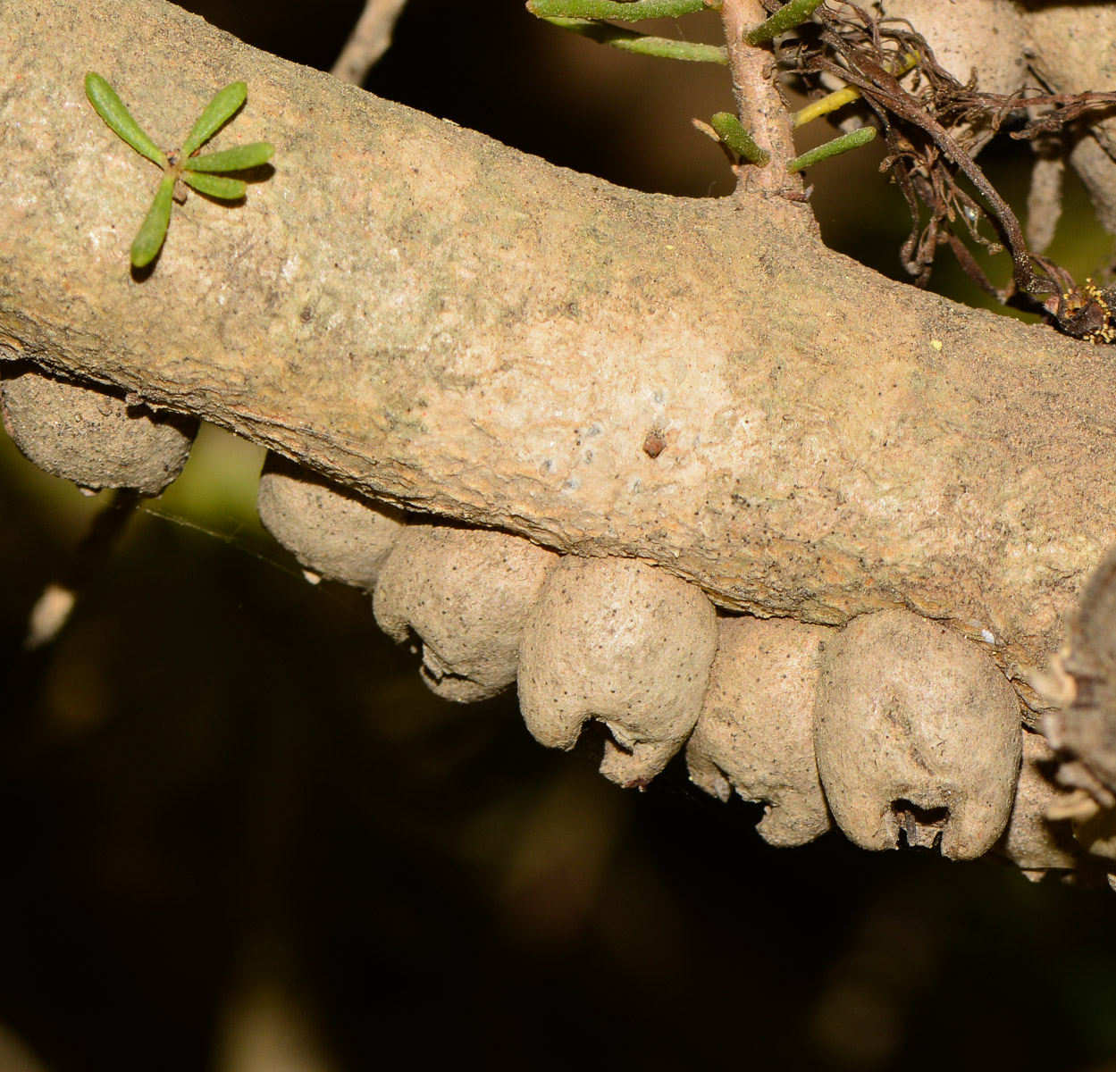 Image of Calothamnus quadrifidus specimen.