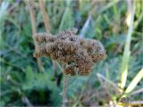 род Achillea. Соплодие. Украина, г. Николаев, Заводской р-н, парк \"Лески\", среди соснового редколесья. 28.12.2017.