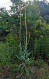 Verbascum gnaphalodes. Цветущее растение. Абхазия, Гудаутский р-н, Новый Афон, у дороги. 18.07.2017.