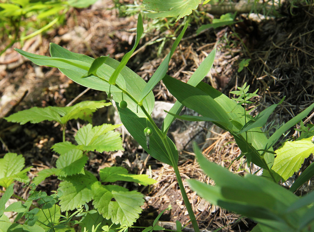 Изображение особи Polygonatum odoratum.