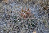 Ferocactus latispinus