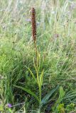 Gymnadenia densiflora. Плодоносящее растение. Ленинградская обл., Гатчинский р-н, окр. пос. Пудость, разнотравный луг на месте заброшенного травертинового карьера. 12.08.2018.