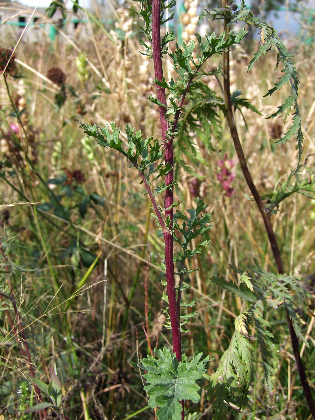 Изображение особи Senecio jacobaea.