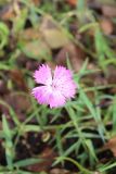 Dianthus fischeri. Цветок. Москва, Тёплый Стан, в палисаднике. 7 октября 2018 г.