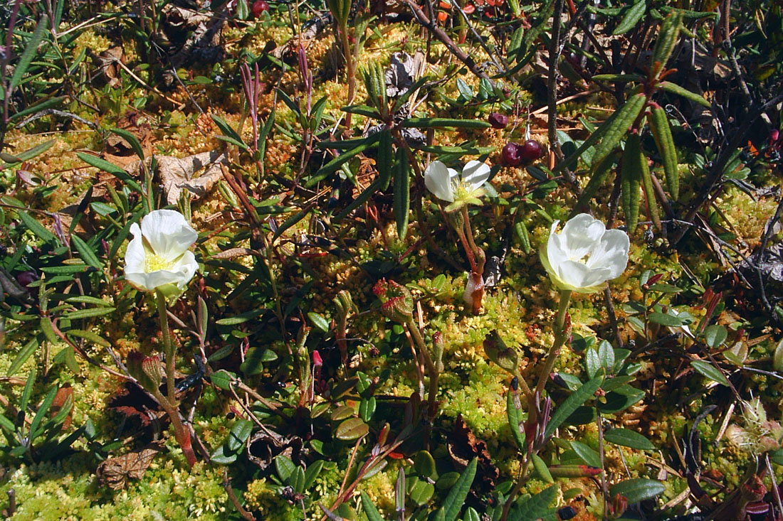 Image of Rubus chamaemorus specimen.