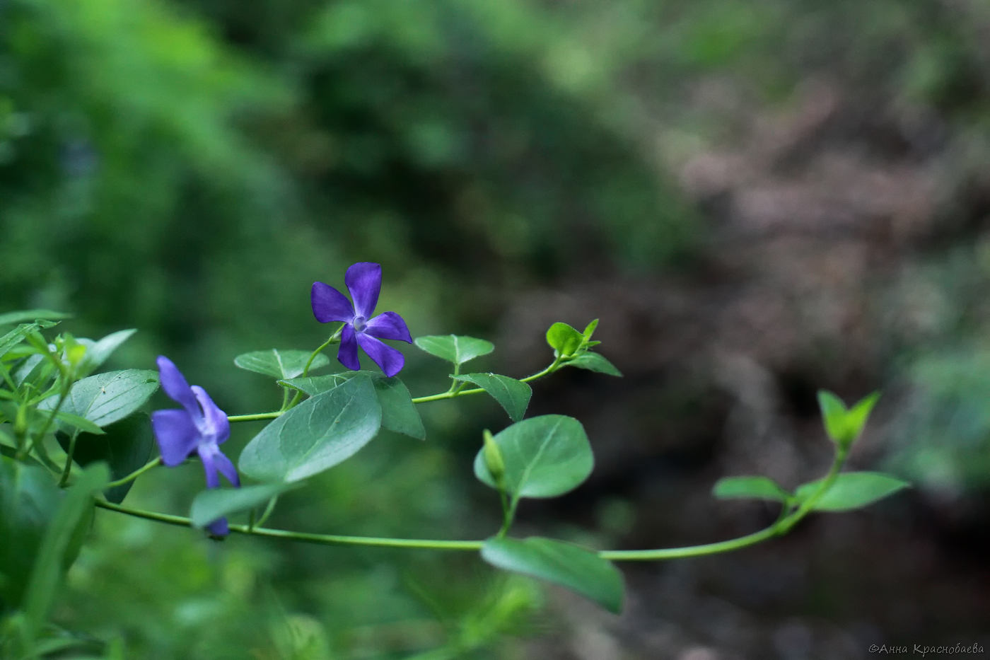 Изображение особи Vinca pubescens.