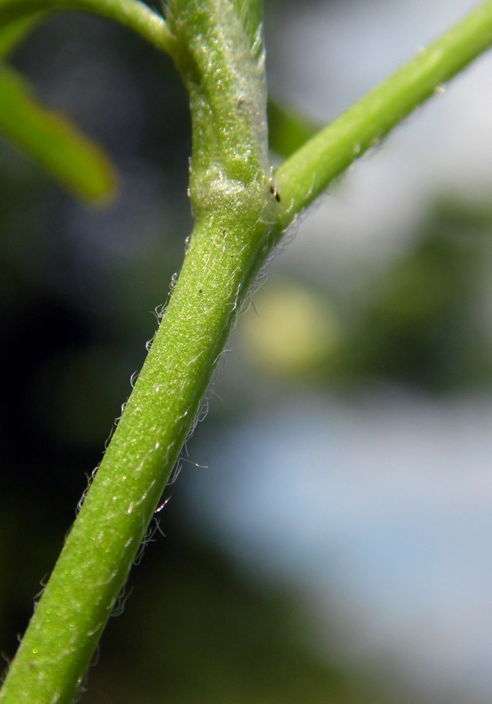 Image of Ranunculus arvensis var. tuberculatus specimen.