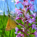 Gymnadenia conopsea. Часть соцветия с бабочкой-толстоголовкой. Ленинградская обл. Гатчинский р-н, окр. пос. Пудость. 23.06.2019.