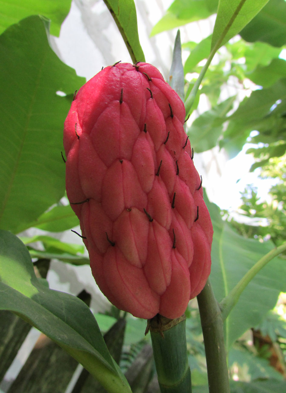 Изображение особи Magnolia tripetala.