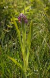 Dactylorhiza incarnata. Зацветающее растение. Пермский край, г. Пермь, Кировский р-н, пос. Кировский, дол. р. Заборная, сырой луг. 07.06.2020.