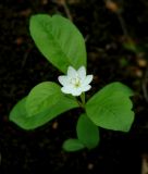 Trientalis europaea