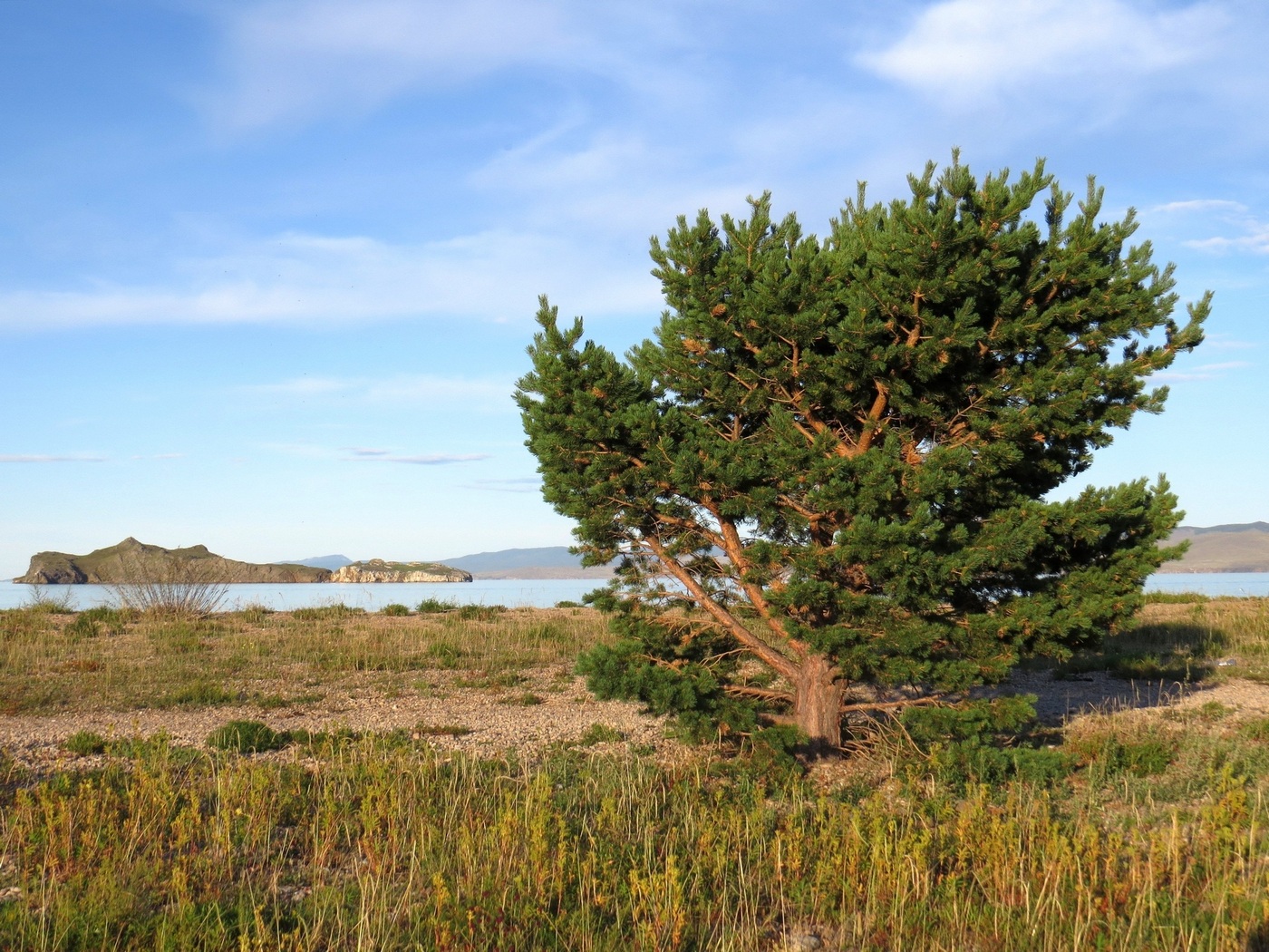 Изображение особи Pinus sylvestris.