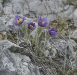 Pulsatilla patens