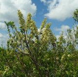 Spiraea hypericifolia