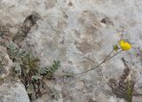 Potentilla pamiroalaica