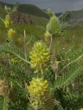 Astragalus maximus. Соцветия и листья. Кабардино-Балкария, Зольский р-н, долина Джилы-Су. 27.07.2012.