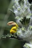 Phlomoides speciosa. Часть соцветия (крупным планом). Южный Казахстан, хр. Боролдайтау, ущ. Кокбулак. 24.04.2012.