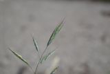 Bromus arvensis