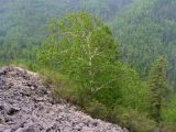 Betula lanata. Взрослое дерево. Хабаровский край, Ванинский р-н, гольцовый пояс горы Дакка. 17.05.2012.