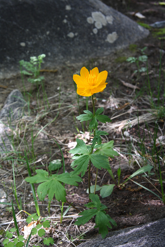 Изображение особи Trollius kytmanovii.