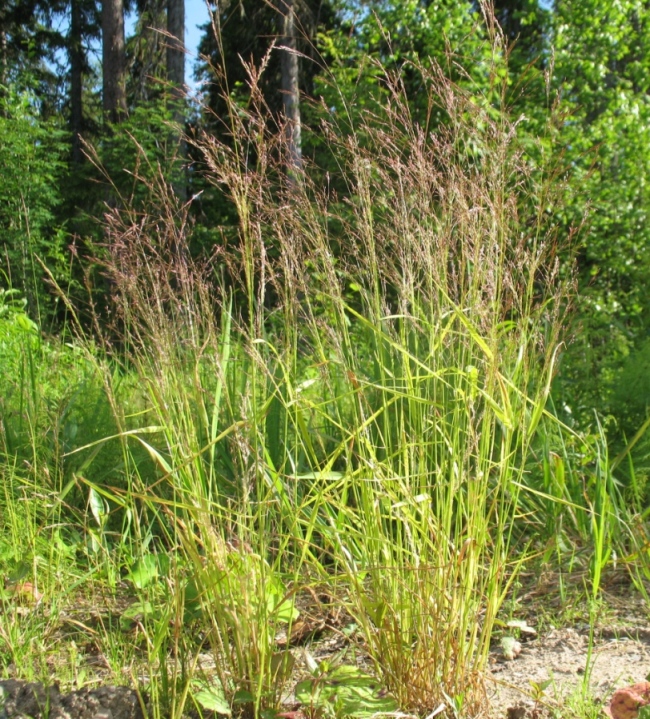 Изображение особи Agrostis clavata.