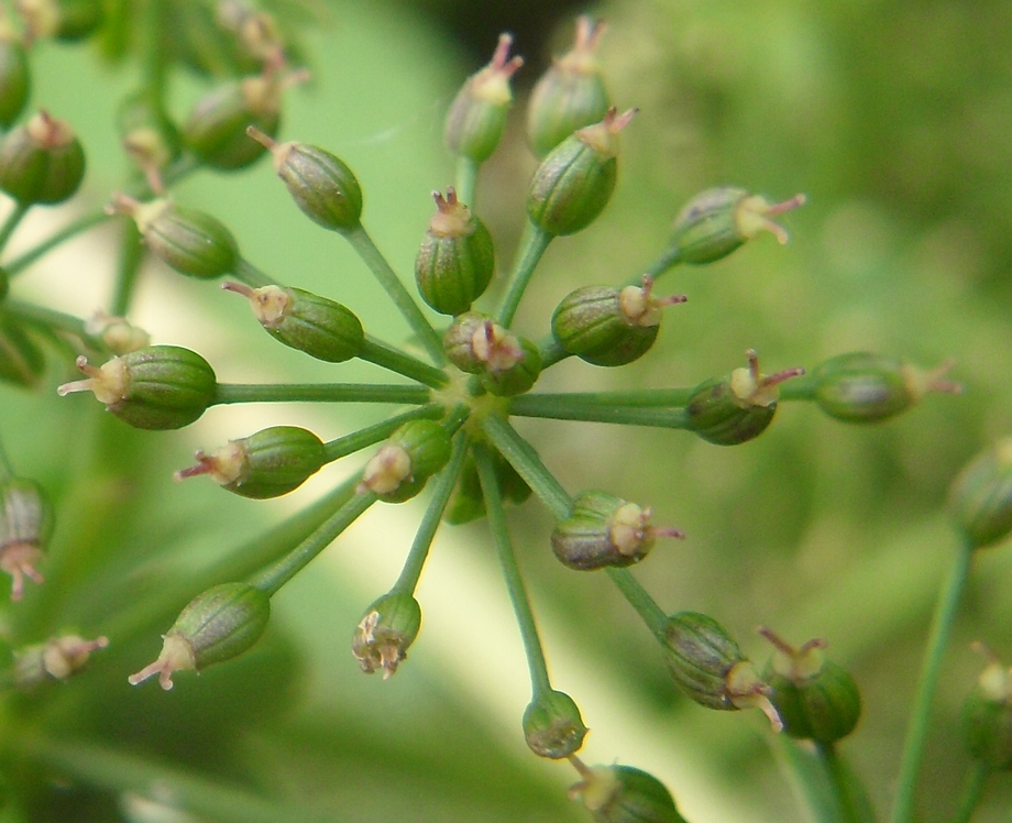 Изображение особи Berula erecta.