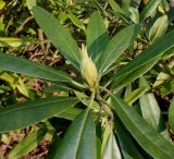 Rhododendron catawbiense. Верхняя часть побега с раскрывающейся цветочной почкой ('Grandiflora'). Германия, г. Дюссельдорф, Ботанический сад университета. 02.03.2014.