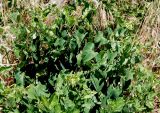 Aristolochia clematitis. Цветущие растения. Греция, Метеоры. 08.06.2009.