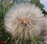 Tragopogon подвид major