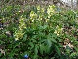 Corydalis marschalliana