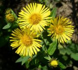 Inula japonica