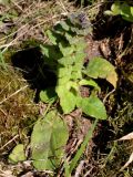 Ajuga pyramidalis. Отцветающее растение. Беларусь, Минский р-н, остановочный пункт Зелёное, зарастающий луг у леса. 28.05.2016.