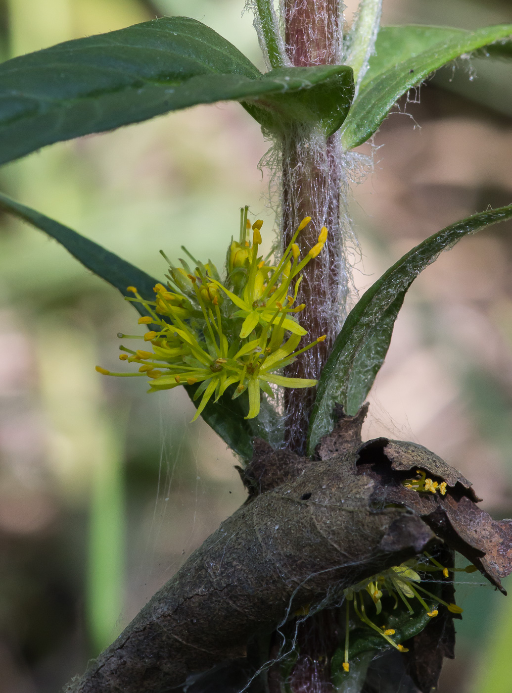 Изображение особи Naumburgia thyrsiflora.