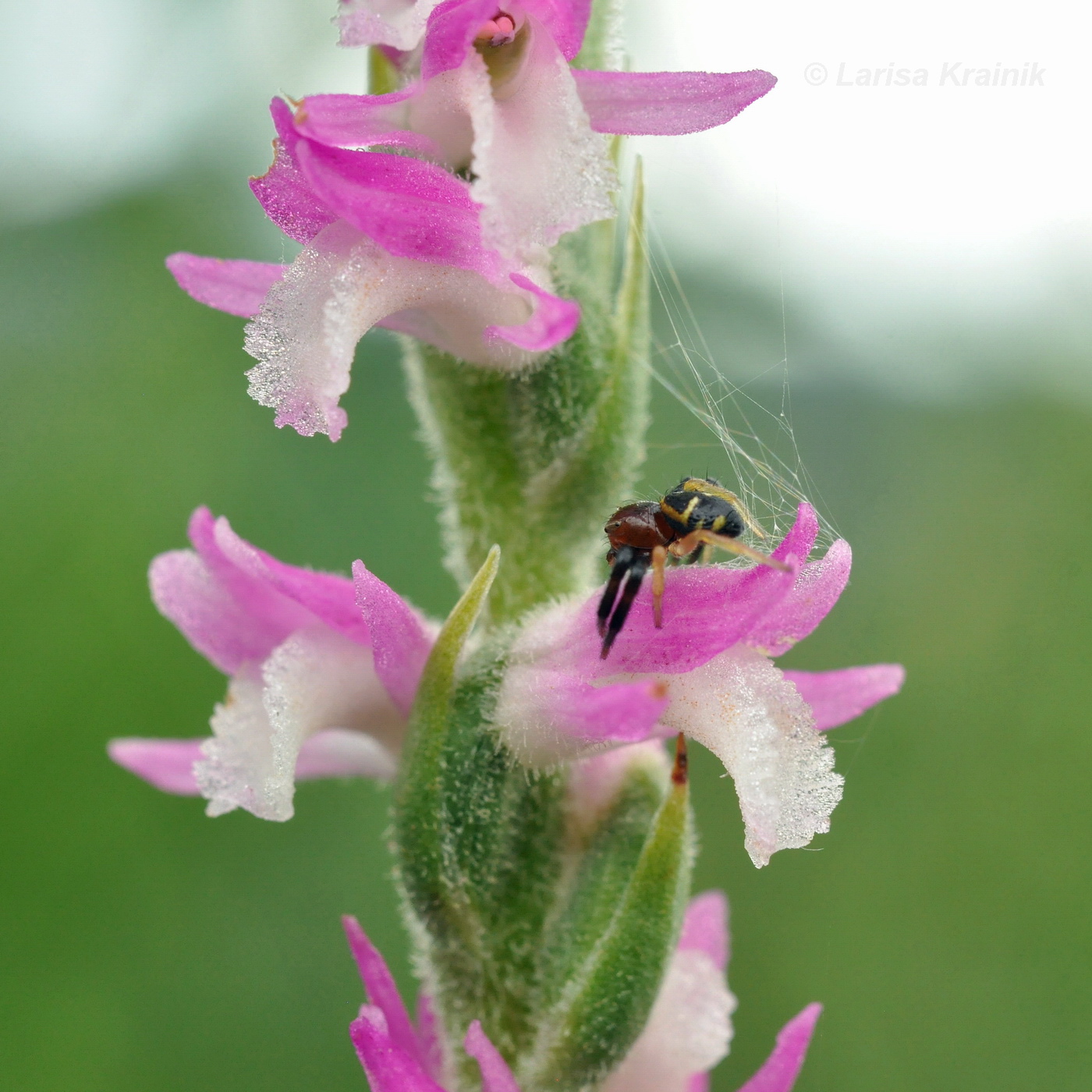 Изображение особи Spiranthes australis.