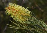 Grevillea hodgei