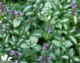 Lamium maculatum