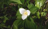 Trillium camschatcense