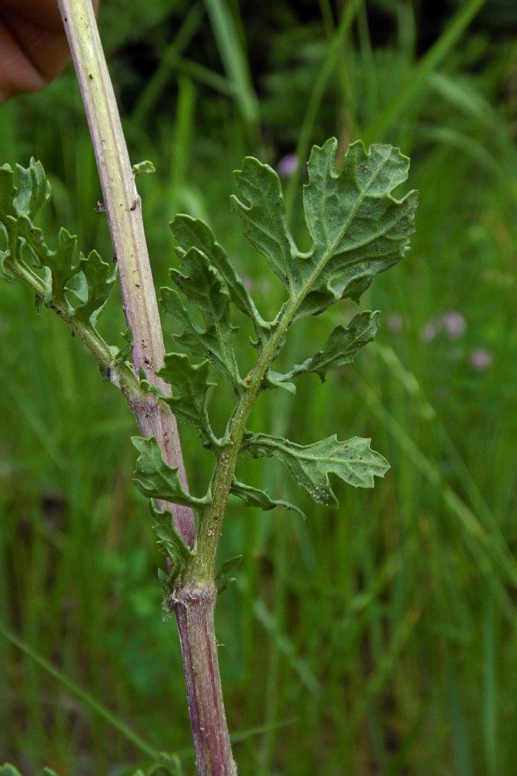 Изображение особи Senecio jacobaea.