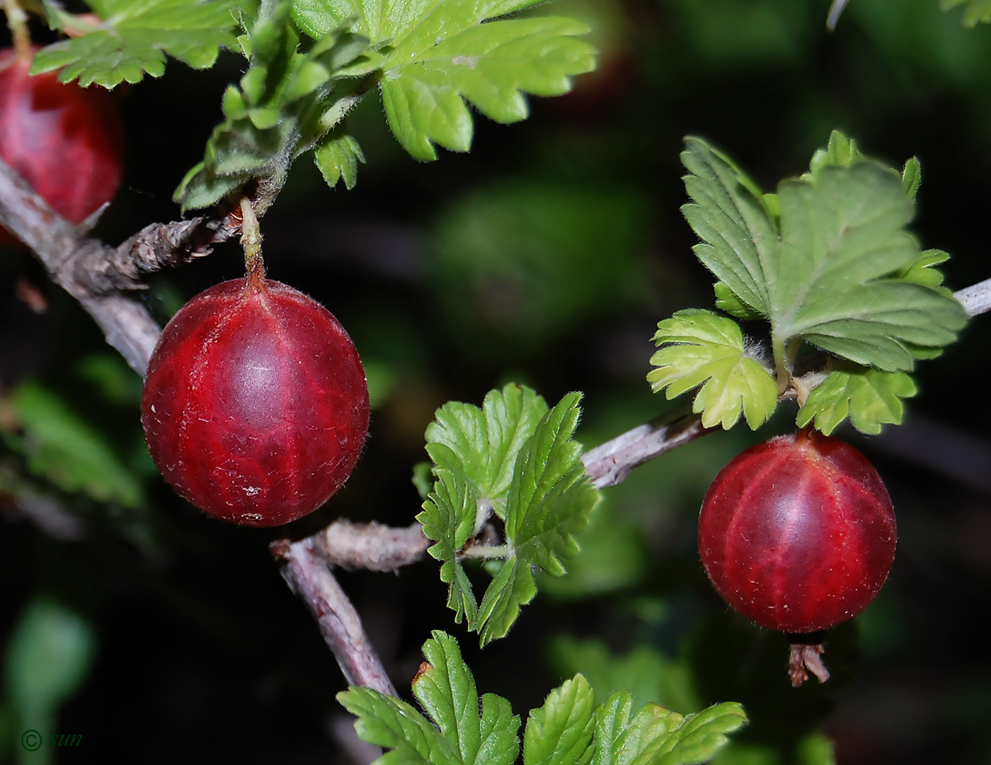 Изображение особи Grossularia uva-crispa.