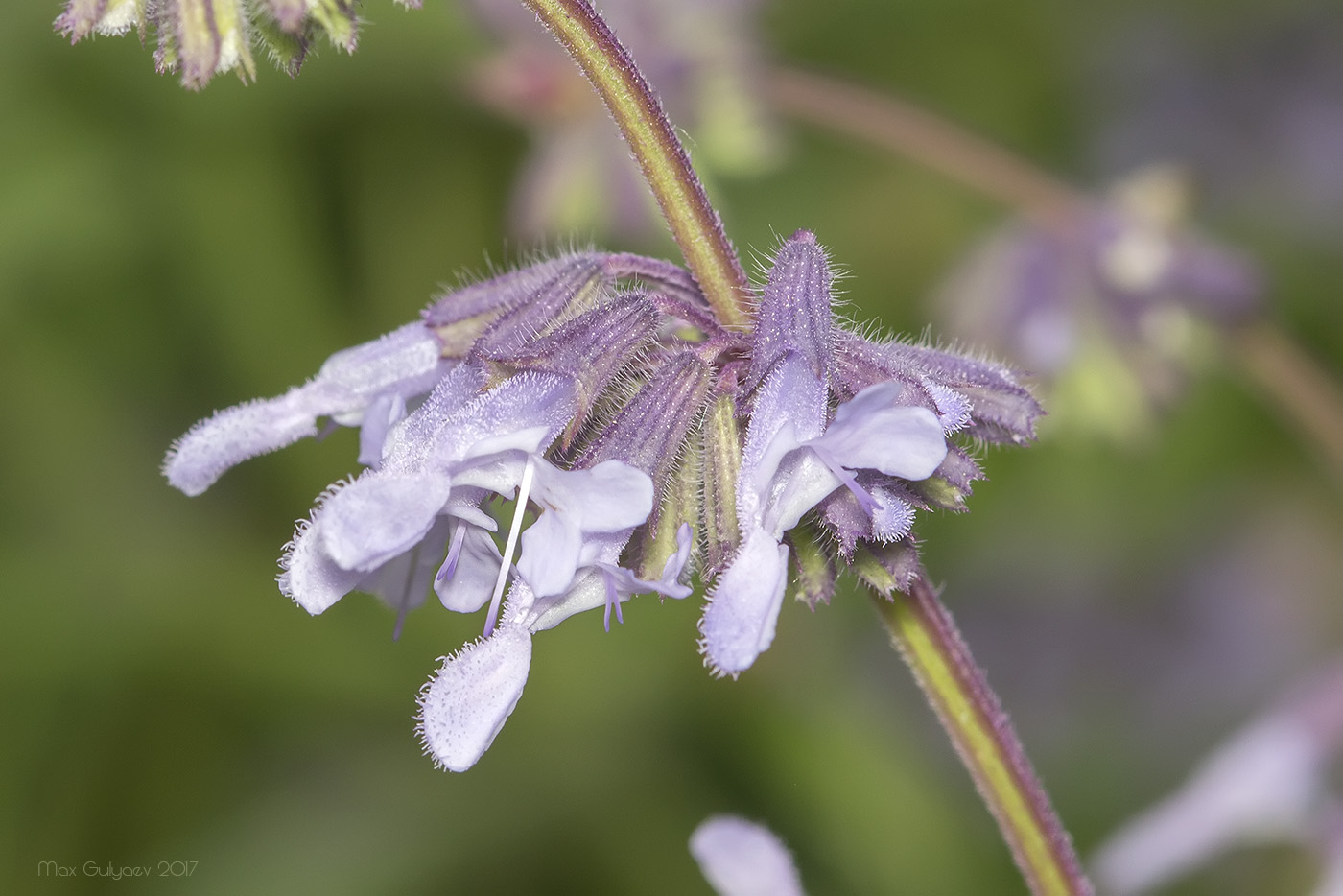 Изображение особи Salvia verticillata.