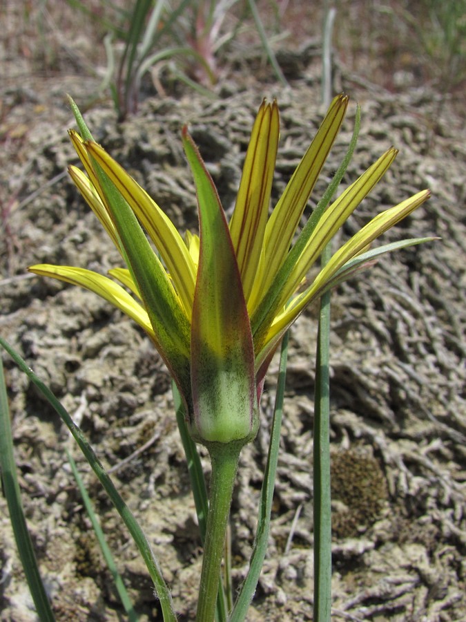 Изображение особи Tragopogon dasyrhynchus.